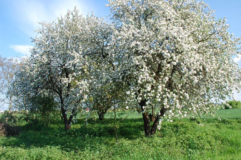 Agroturystyka Pod Swierkami Nadrybie Экстерьер фото